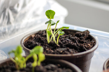 Seedling of ranunculus. Home indoor gardening concept