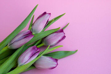 Delicate lilac tulips on a pink background. Greeting card, wallpaper, background. Happy Mother's Day, Easter, Valentine's Day, or wedding