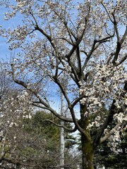 こぶしの花