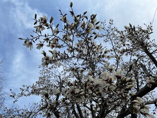 こぶしの花