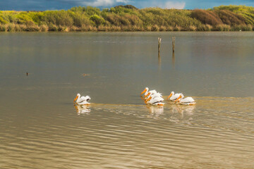 Lake and flock of white pelicans floating on water at the middle of the lake. Rushes, marsh plants and trees at the edge of the lake, and cloudy sky on background.