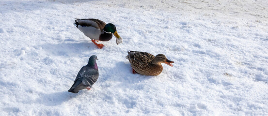 Mallard duck close-up sitting on frozen snow, in the bright sun on a sunny day.Pigeons walk nearby