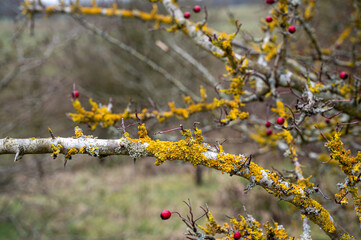 Yellow lichen, Xanthoria parietina, on winter tree branches