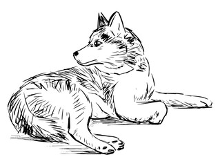 Freehand drawing of lying and looking husky dog © avelksndr