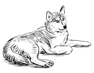 Freehand drawing of lying guard dog
