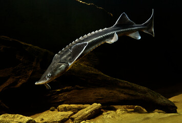 Live sterlet in the water.
