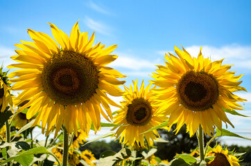 Fototapeta premium Sunflowers