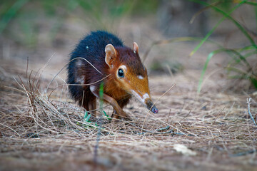 Black and rufous elephant shrew -Rhynchocyon petersi or sengi or Zanj elephant shrew, found only in Africa, native to the lowland montane and dense forests of Kenya and Tanzania