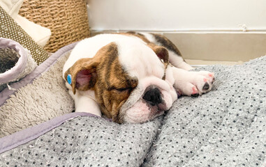 Cute English bulldog puppy sleeping