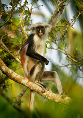 Obraz premium Zanzibar Red Colobus - Piliocolobus kirkii monkey endemic to Unguja, main island of Zanzibar Archipelago, off the coast of Tanzania, also known as Kirks red colobus, climbing and hanging