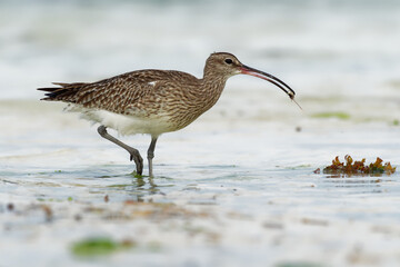 Whimbrel - Numenius phaeopus wading bird with long beak standing and feeding on the low tide on the sandy beach with waves in the background. Blue ocean and the african coastline