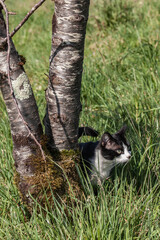Allassac (Corrèze, France) - Chat à l'affût dans le jardin