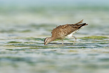 Whimbrel - Numenius phaeopus wading bird with long beak standing and feeding on the low tide on the sandy beach with waves in the background. Blue ocean and the african coastline