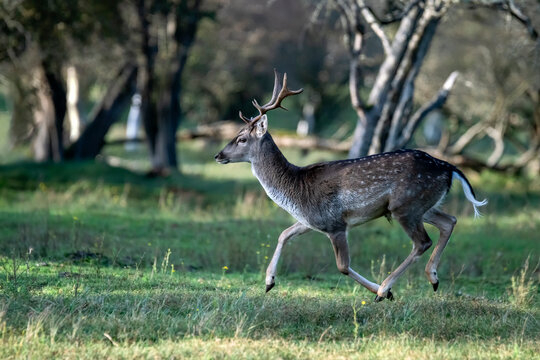 Fallow deer (Dama dama) in rutting season in the forest of Amsterdamse Waterleidingduinen in the Netherlands. Forest in the background. Wildlife in autumn. © Albert Beukhof