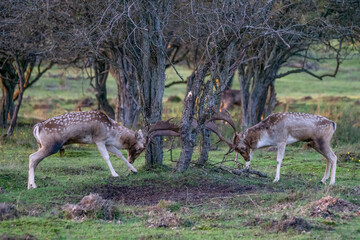 Naklejka na ściany i meble Fallow deer (Dama dama) fighting in rutting season on the field in the forest of Amsterdamse Waterleidingduinen in the Netherlands.
