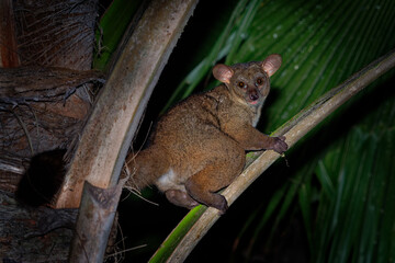 Northern Greater Galago - Otolemur garnettii also Garnett greater galago or Small-eared Greater Galago, nocturnal, arboreal primate endemic to Africa, eared cute brown small monkey