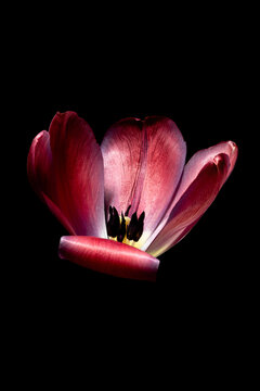 tulipan na ciemnym tle rozwinięty