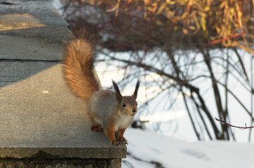 A cute squirrel was in the park