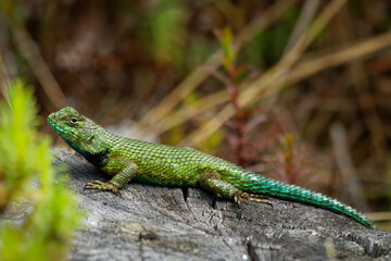 Emerald swift or green spiny lizard - Sceloporus malachiticus, species of small lizard in the Phrynosomatidae family, native to Central America, lying on the stone or wood, green tail