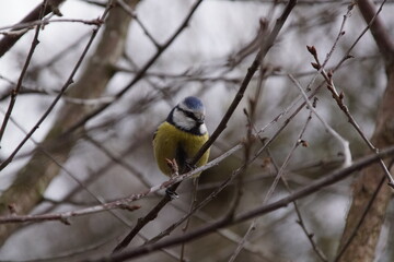 Sikora ,sikora modraszka ,ptak na gałęzi