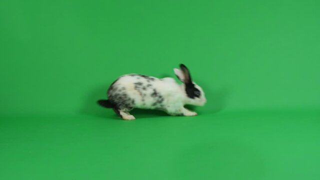 Rabbit Walking And Stop On Green Screen Background

