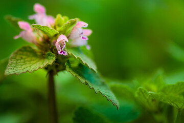 dew on a flower