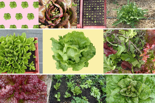 Collage of different Organic Salads and plants