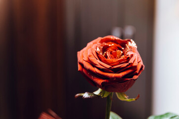 Piękny czerwony kwiat róży w świątecznym nastroju.
 - obrazy, fototapety, plakaty