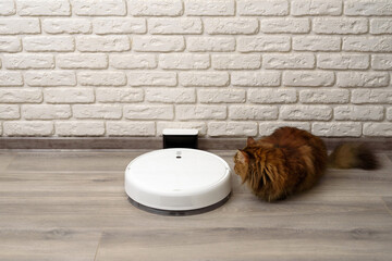 Large brown cat watches a white robot vacuum cleaner at the charging station after cleaning the apartment. Modern intelligent electronic technologies at home. Smart home concept