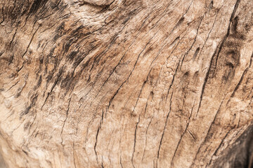 Jasne piękne drewniane tło, tekstura białego drzewa, pnia ze słojami. 