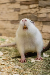 Mammal. A fluffy white nutria with a white mustache shows yellow teeth