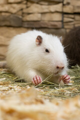 White nutria dines in the hay. Wild animals.