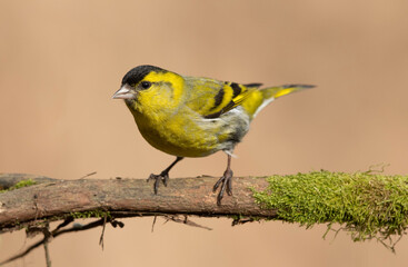 Siskin ( Carduelis spinus ) bird close up