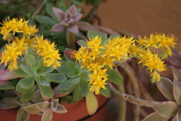 Flor de sedum palmeri