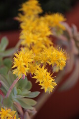 Flor de sedum palmeri