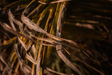 Naturalne tło, zielone liście palmy kokosowej, zbliżenie.