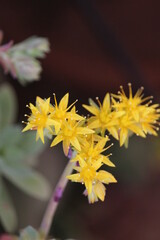 Flor de sedum palmeri