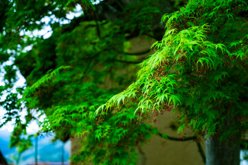 青く光るもみじ