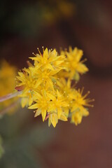 Flor de sedum palmeri