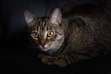 Striped cat in a collar looks to the camera on a black background
