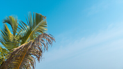 Liście palmy na tle niebieskiego nieba, piękne naturalne tło, tekstura. - obrazy, fototapety, plakaty