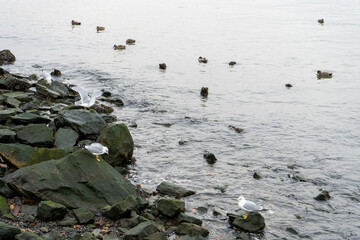seagulls on the rocks