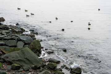 birds and rocks on the beach