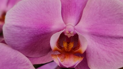 Closeup of a pink orchid flower 