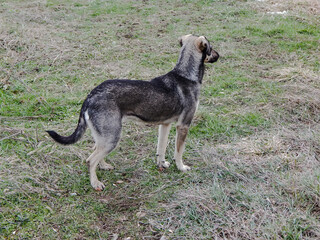 yard dog gray, looks around