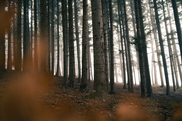 Series of trees in a foggy forest.