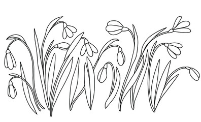 Hand drawn vector contuor of snowdrops. Stock illustration of black and white spring flowers.
