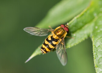 Hover Fly