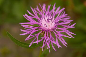 Cornflower meadow (Centaurea jacea).  The bright and charming of a beautiful lilac pink flower on a background of green grass.