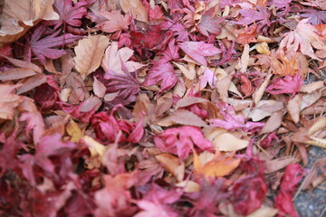 leaves background